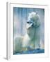 Polar bear yawning in zoo enclosure-Herbert Kehrer-Framed Photographic Print