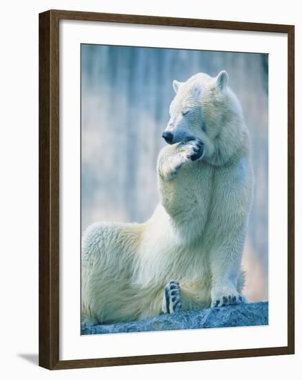 Polar bear yawning in zoo enclosure-Herbert Kehrer-Framed Photographic Print