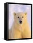 Polar Bear Yearling-John Conrad-Framed Stretched Canvas
