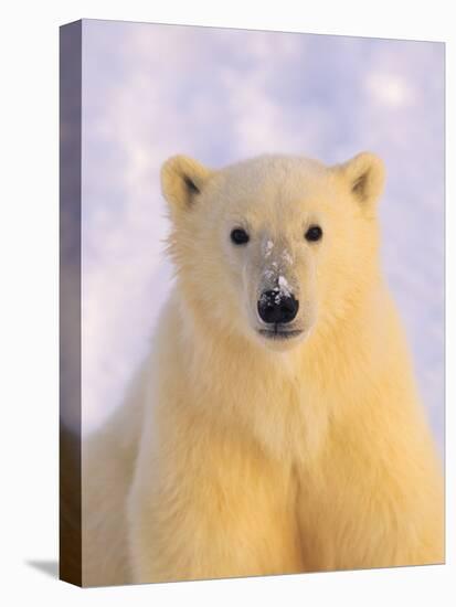 Polar Bear Yearling-John Conrad-Stretched Canvas