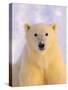 Polar Bear Yearling-John Conrad-Stretched Canvas