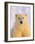 Polar Bear Yearling-John Conrad-Framed Photographic Print