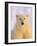 Polar Bear Yearling-John Conrad-Framed Photographic Print