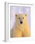 Polar Bear Yearling-John Conrad-Framed Photographic Print