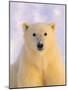 Polar Bear Yearling-John Conrad-Mounted Photographic Print