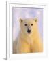 Polar Bear Yearling-John Conrad-Framed Photographic Print