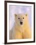 Polar Bear Yearling-John Conrad-Framed Photographic Print