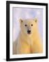 Polar Bear Yearling-John Conrad-Framed Photographic Print