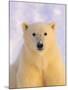 Polar Bear Yearling-John Conrad-Mounted Photographic Print