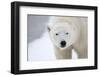 Polar Bear-Jason Savage-Framed Art Print
