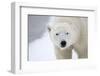 Polar Bear-Jason Savage-Framed Art Print