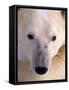 Polar bear-Kevin Schafer-Framed Stretched Canvas