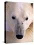 Polar bear-Kevin Schafer-Stretched Canvas