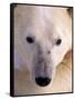 Polar bear-Kevin Schafer-Framed Stretched Canvas