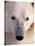 Polar bear-Kevin Schafer-Stretched Canvas