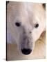 Polar bear-Kevin Schafer-Stretched Canvas