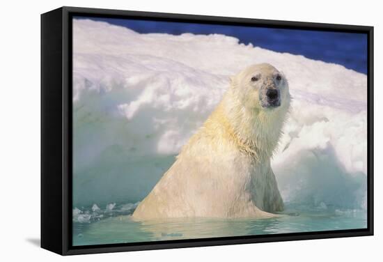 Polar Bear-null-Framed Stretched Canvas
