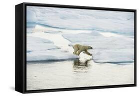 Polar Bear-null-Framed Stretched Canvas