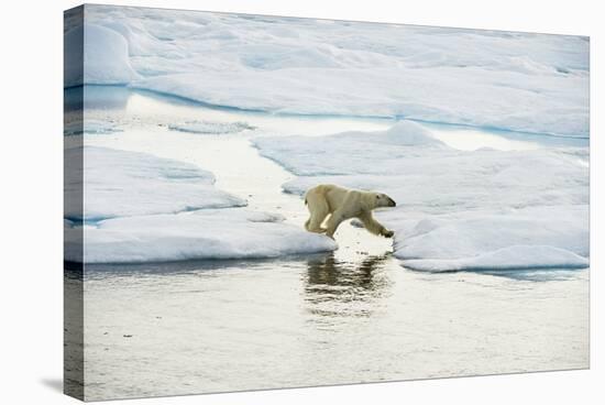 Polar Bear-null-Stretched Canvas