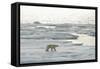 Polar Bear-null-Framed Stretched Canvas