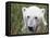 Polar Bear-null-Framed Stretched Canvas