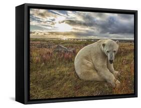 Polar Bear-null-Framed Stretched Canvas