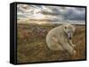 Polar Bear-null-Framed Stretched Canvas