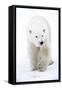 Polar Bear-null-Framed Stretched Canvas