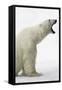 Polar Bear-null-Framed Stretched Canvas