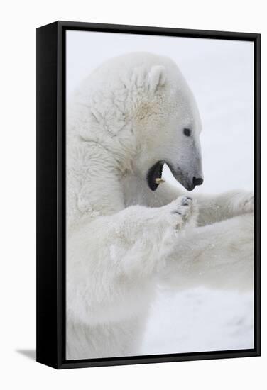 Polar Bear-null-Framed Stretched Canvas