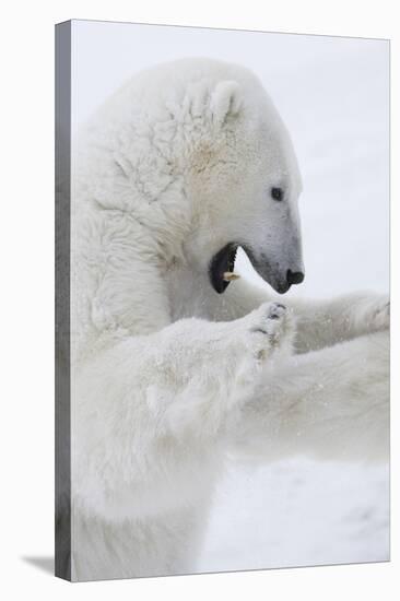 Polar Bear-null-Stretched Canvas