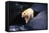 Polar Bear-null-Framed Stretched Canvas