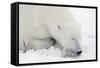 Polar Bear-null-Framed Stretched Canvas