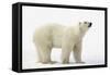 Polar Bear-null-Framed Stretched Canvas