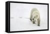 Polar Bear-null-Framed Stretched Canvas