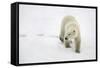 Polar Bear-null-Framed Stretched Canvas