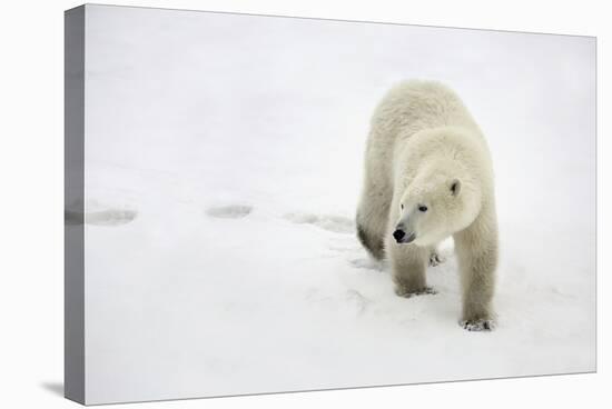 Polar Bear-null-Stretched Canvas