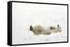 Polar Bear-null-Framed Stretched Canvas