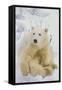 Polar Bear-null-Framed Stretched Canvas