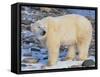 Polar Bear-DLILLC-Framed Stretched Canvas