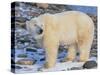 Polar Bear-DLILLC-Stretched Canvas