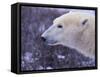 Polar Bear-DLILLC-Framed Stretched Canvas