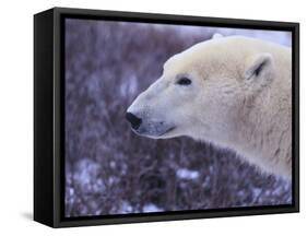 Polar Bear-DLILLC-Framed Stretched Canvas