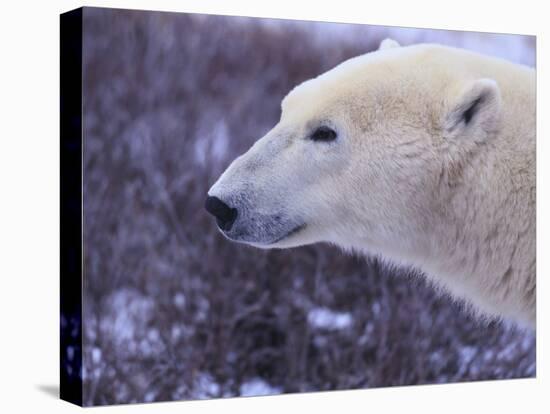 Polar Bear-DLILLC-Stretched Canvas