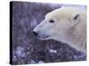 Polar Bear-DLILLC-Stretched Canvas