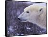 Polar Bear-DLILLC-Framed Stretched Canvas