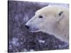 Polar Bear-DLILLC-Stretched Canvas