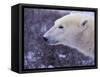 Polar Bear-DLILLC-Framed Stretched Canvas