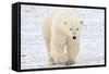 Polar Bear-AndreAnita-Framed Stretched Canvas