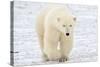Polar Bear-AndreAnita-Stretched Canvas